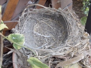 Il nido abbandonato